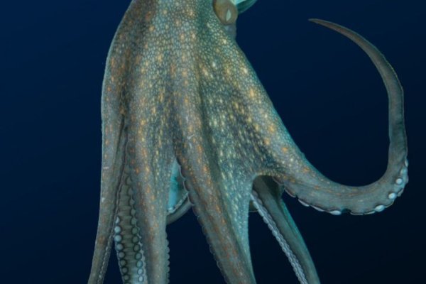 Кракен магазин kraken clear com